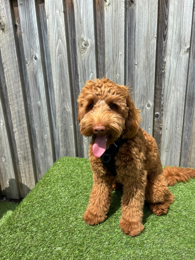 Puppy socialisation session!