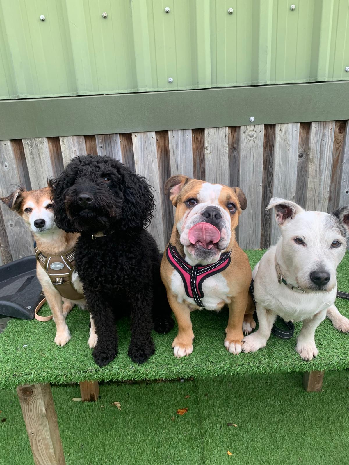 Dog Socialisation session