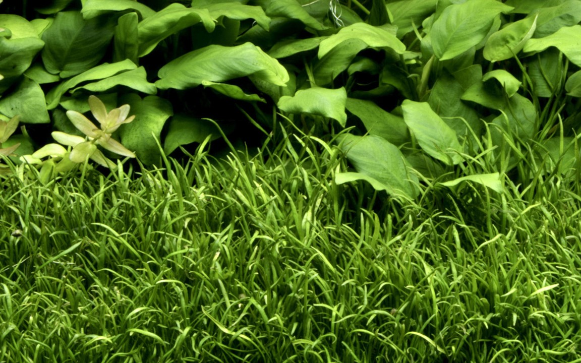 Lilaeopsis Brasiliensis Tissue Culture Aquatic Plant