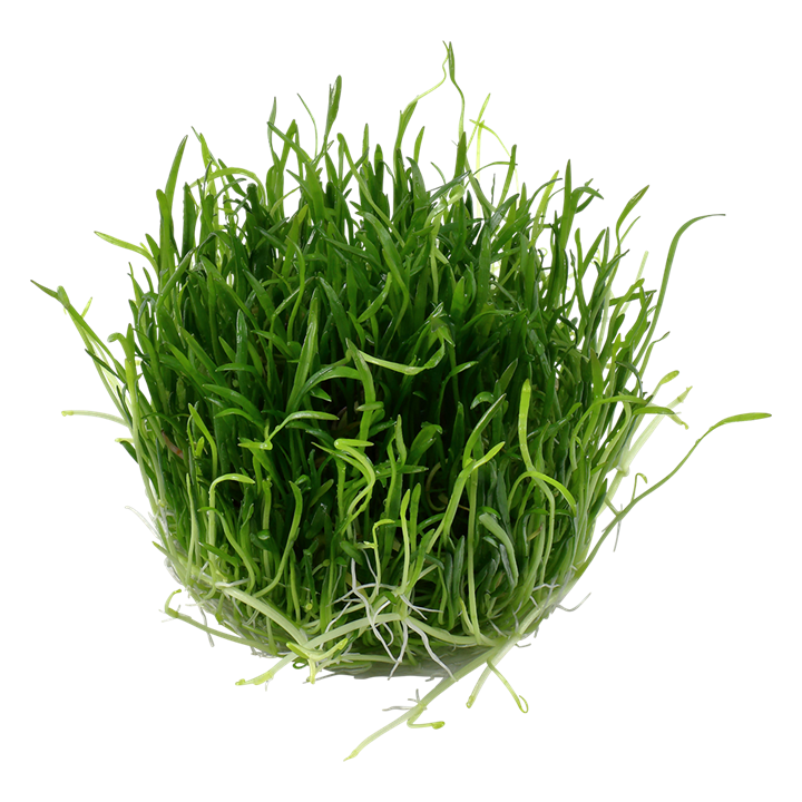 Lilaeopsis Brasiliensis Tissue Culture Aquatic Plant