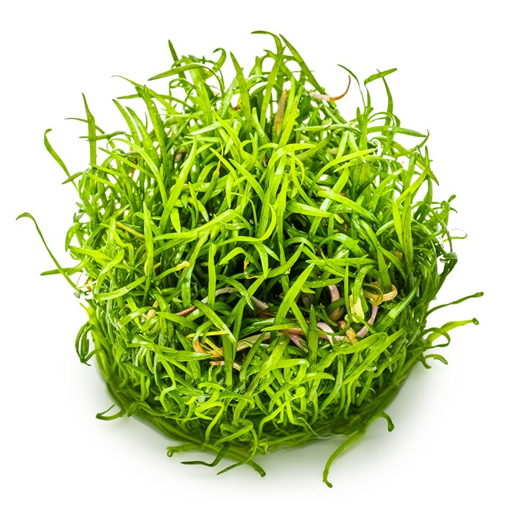 Lilaeopsis Brasiliensis Tissue Culture Aquatic Plant