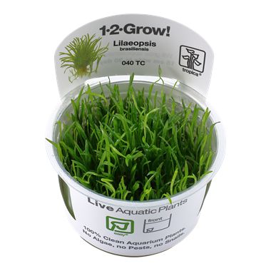 Lilaeopsis Brasiliensis Tissue Culture Aquatic Plant