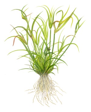 Juncus Repens Tissue Culture Aquatic Plant