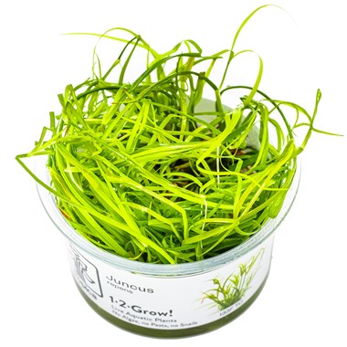 Juncus Repens Tissue Culture Aquatic Plant