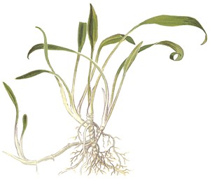 Cryptocoryne parva Tissue Culture Aquatic Plant