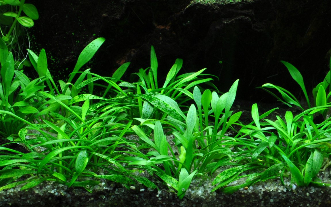 Cryptocoryne parva Tissue Culture Aquatic Plant