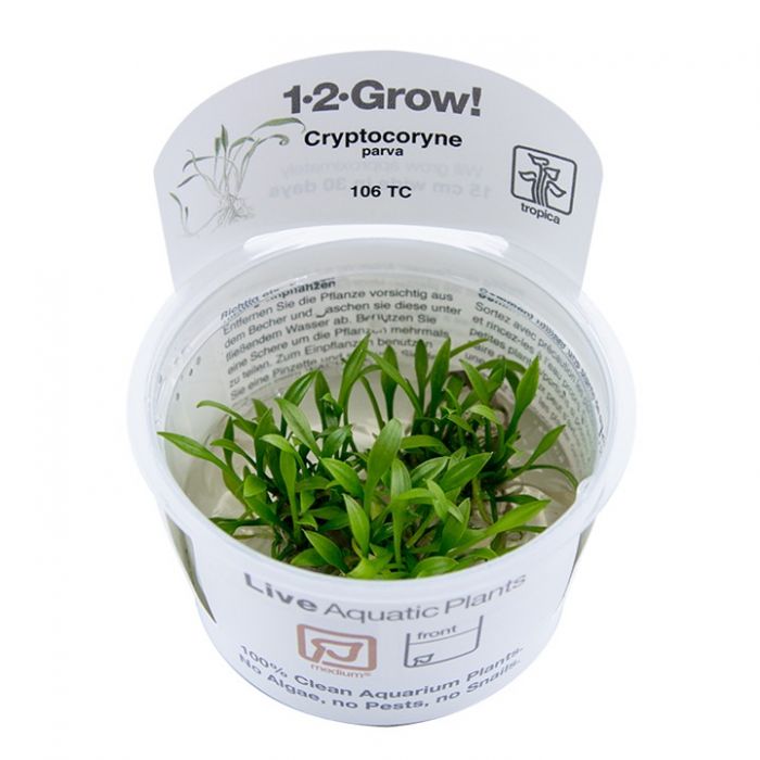 Cryptocoryne parva Tissue Culture Aquatic Plant