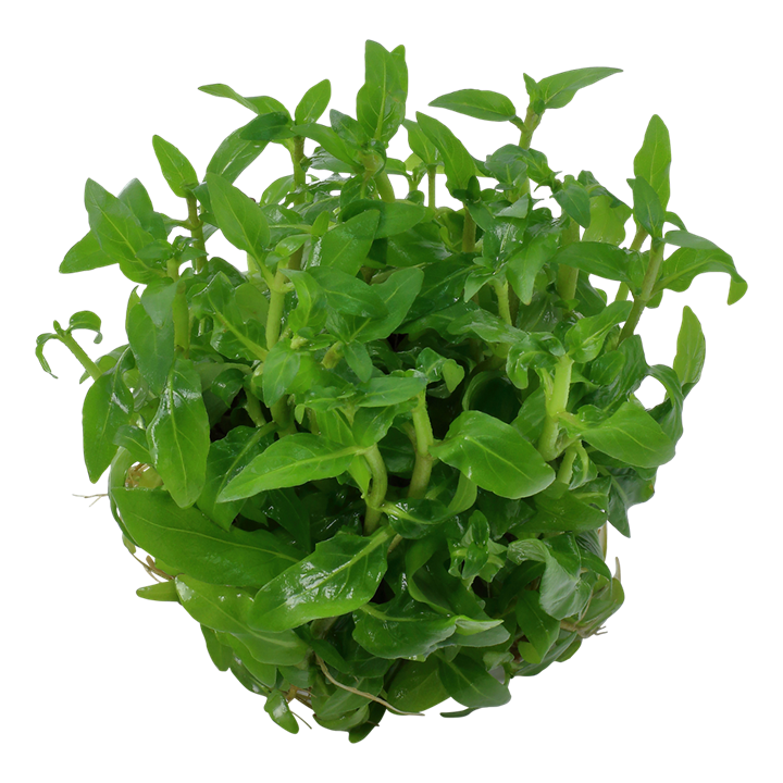 Staurogyne repens Tissue Culture Aquatic Plant