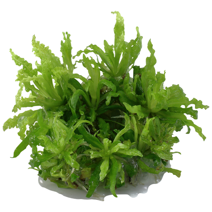 Pogostemon helferi Little Star Tissue Culture Aquatic Plant