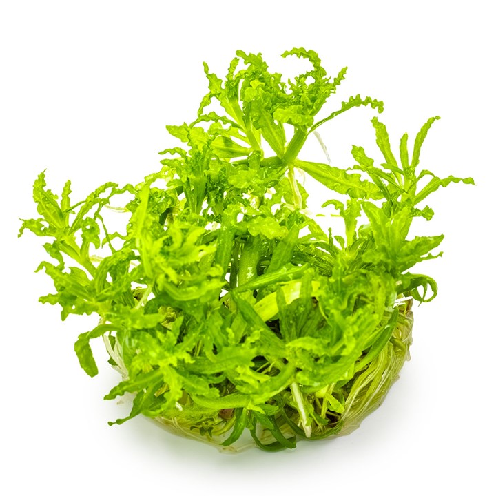 Pogostemon helferi Little Star Tissue Culture Aquatic Plant