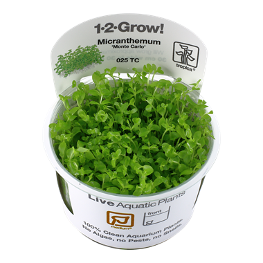 Micranthemum tweediei 'Monte Carlo' Tissue Culture Aquatic Plant