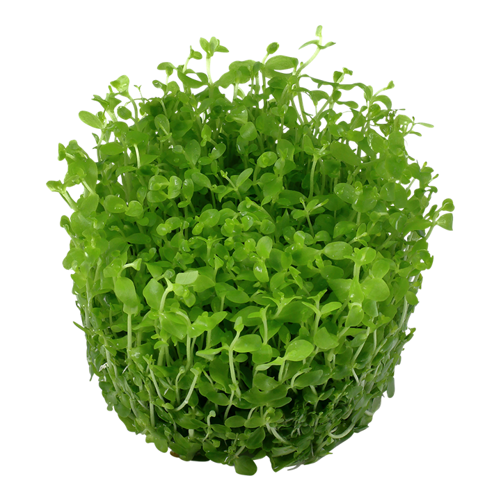 Micranthemum tweediei 'Monte Carlo' Tissue Culture Aquatic Plant
