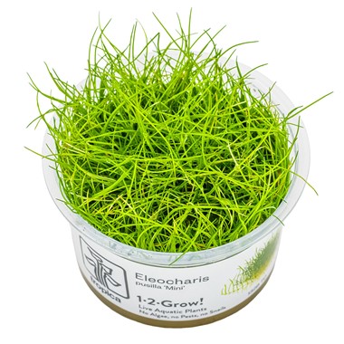 Eleocharis pusilla Tissue Culture Aquatic Plant