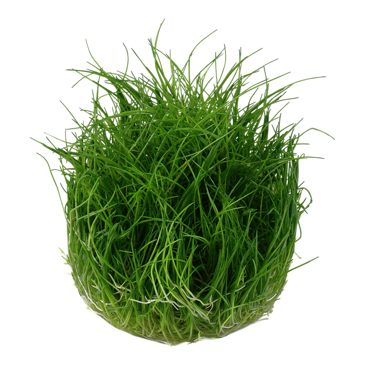 Eleocharis pusilla Tissue Culture Aquatic Plant