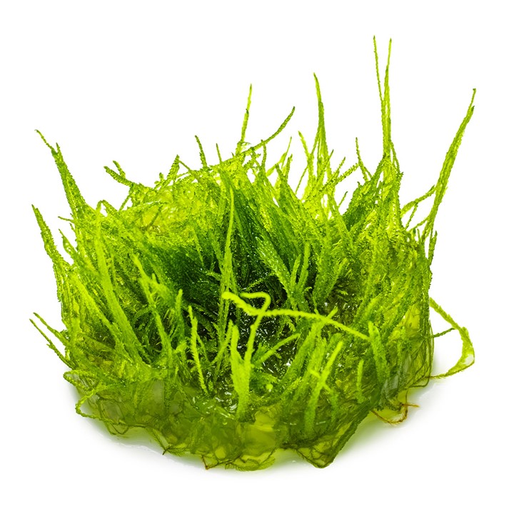 Taxiphyllum barbieri 'Bogor Moss' (Java Moss) Tissue Culture Aquatic Plant