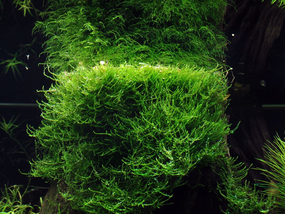 Taxiphyllum barbieri 'Bogor Moss' (Java Moss) Tissue Culture Aquatic Plant