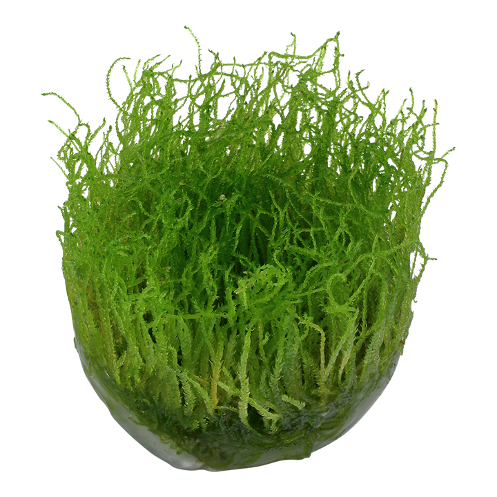 Taxiphyllum barbieri 'Bogor Moss' (Java Moss) Tissue Culture Aquatic Plant