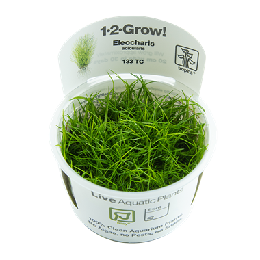 Eleocharis acicularis Tissue Culture Aquatic Plant