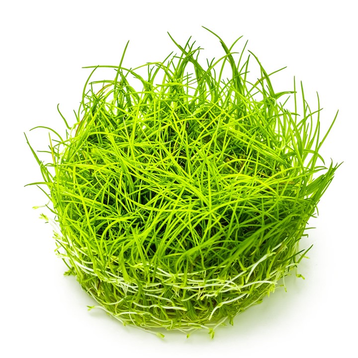 Eleocharis acicularis Tissue Culture Aquatic Plant