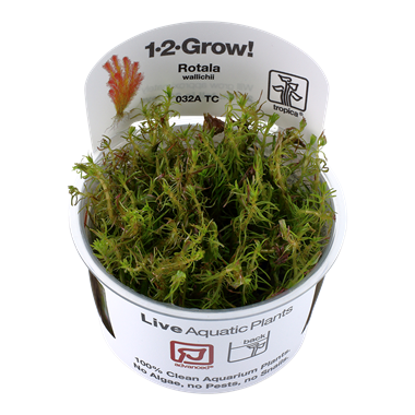 Rotala wallichii Tissue Culture Aquatic Plant