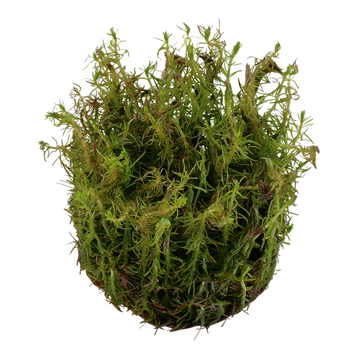 Rotala wallichii Tissue Culture Aquatic Plant