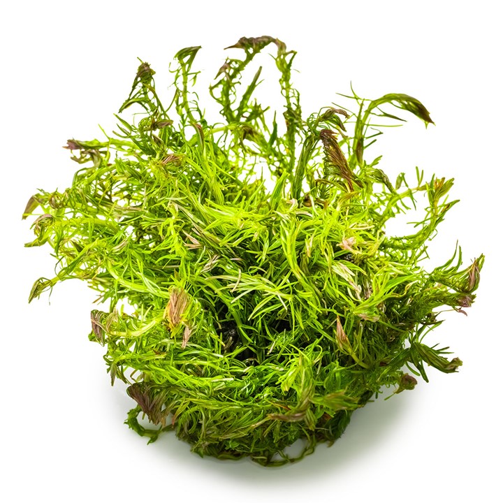 Rotala wallichii Tissue Culture Aquatic Plant