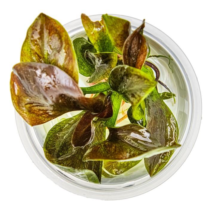 Echinodorus 'Reni' Tissue Culture Aquatic Plant