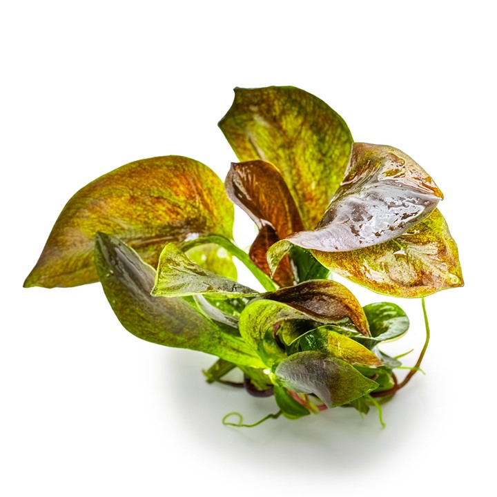 Echinodorus 'Reni' Tissue Culture Aquatic Plant