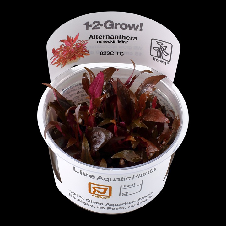  Alternanthera reineckii 'Mini' Tissue Culture Aquatic Plant 