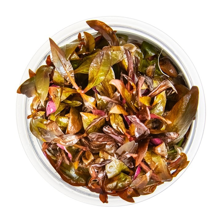  Alternanthera reineckii 'Mini' Tissue Culture Aquatic Plant 