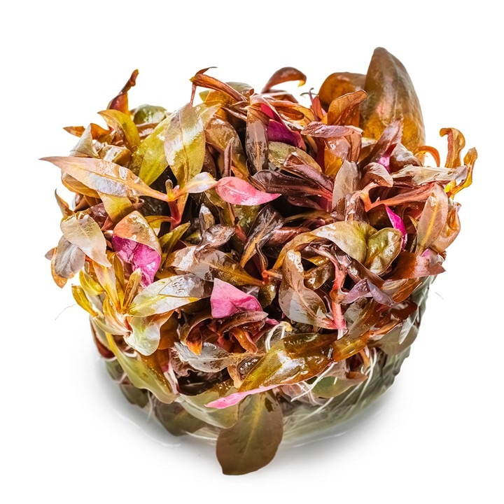  Alternanthera reineckii 'Mini' Tissue Culture Aquatic Plant 