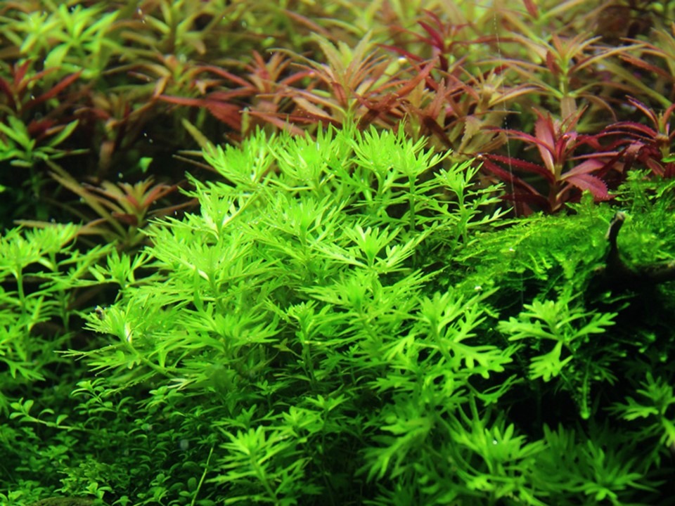  Hottonia Palustris Tissue Culture Aquatic Plant 