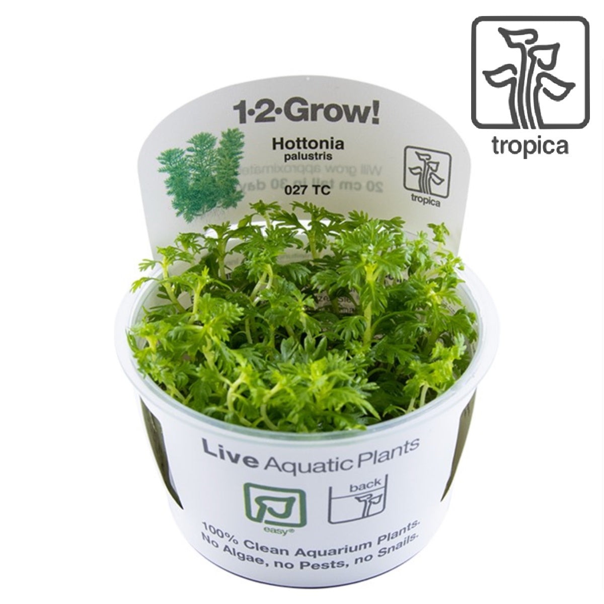  Hottonia Palustris Tissue Culture Aquatic Plant 