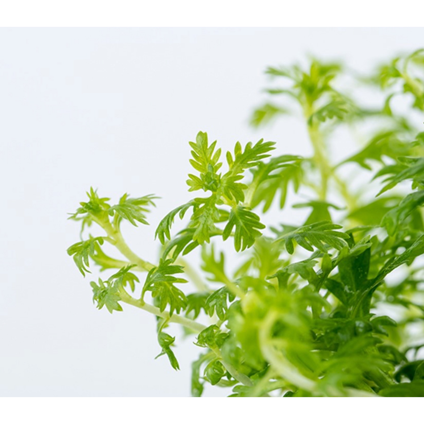  Hottonia Palustris Tissue Culture Aquatic Plant 