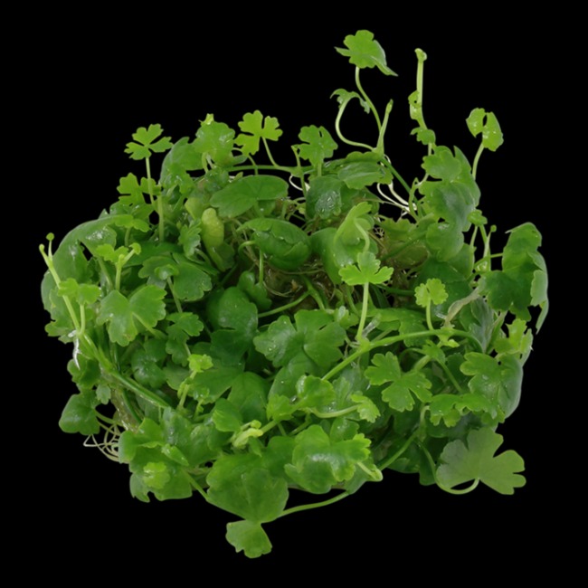  Tropica Hydrocotyle tripartita Tissue Culture Aquatic Plant 