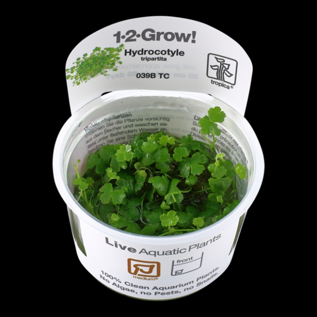 Tropica Hydrocotyle tripartita Tissue Culture Aquatic Plant 