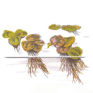  1-2-Grow! Tropica Phyllanthus Fluitans (Red Root Floater) Tissue Culture Aquatic Plant 