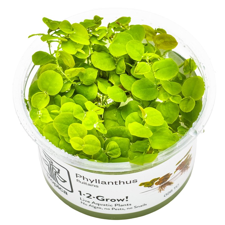  1-2-Grow! Tropica Phyllanthus Fluitans (Red Root Floater) Tissue Culture Aquatic Plant 