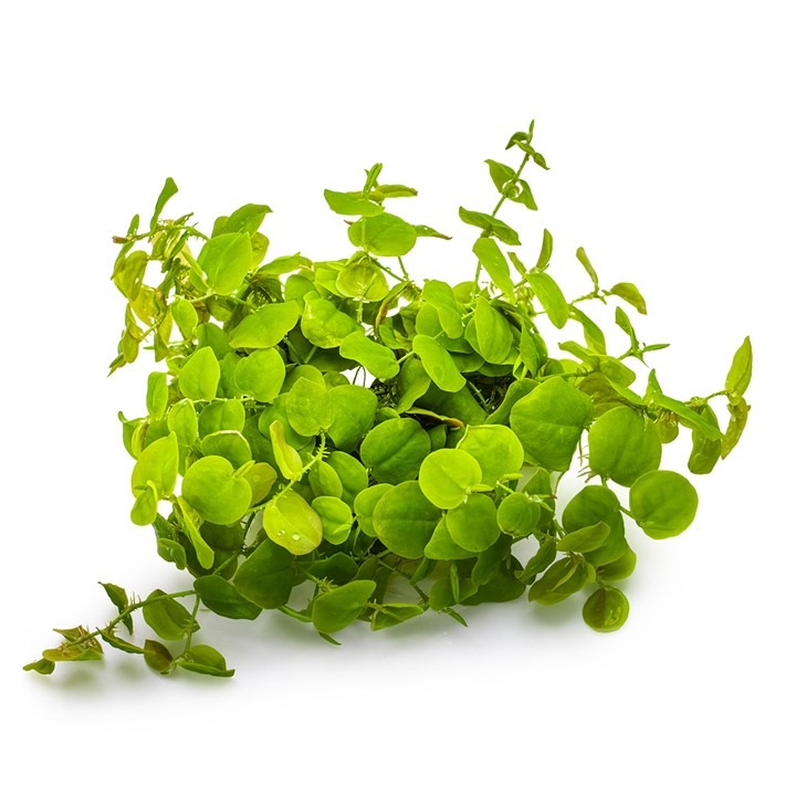  1-2-Grow! Tropica Phyllanthus Fluitans (Red Root Floater) Tissue Culture Aquatic Plant 