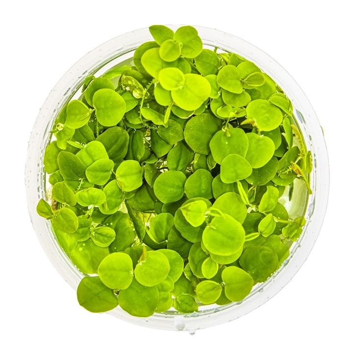  1-2-Grow! Tropica Phyllanthus Fluitans (Red Root Floater) Tissue Culture Aquatic Plant 