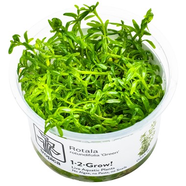  Rotala Green Tissue Culture Aquatic Plant 