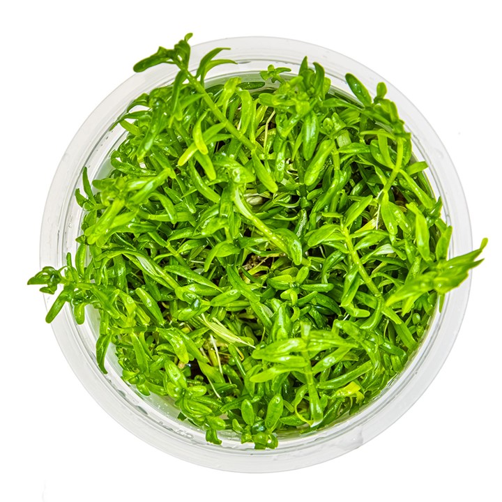  Rotala Green Tissue Culture Aquatic Plant 