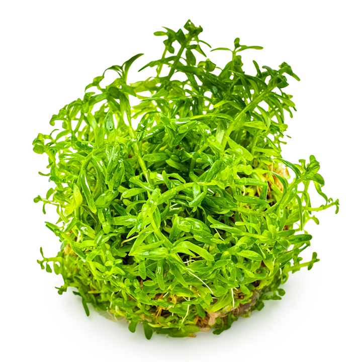  Rotala Green Tissue Culture Aquatic Plant 