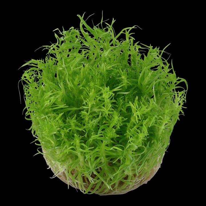  Pogostemon deccanensis Tissue Culture Aquatic Plant 
