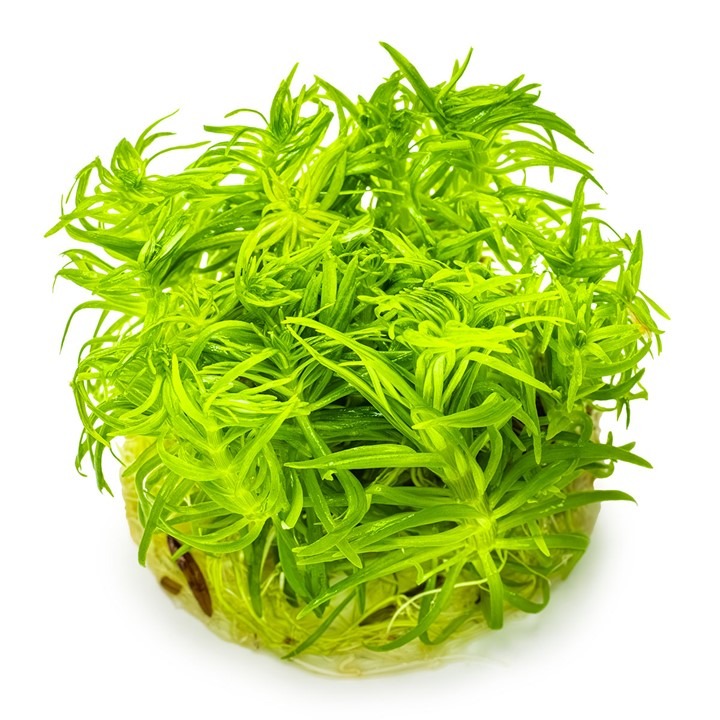  Pogostemon deccanensis Tissue Culture Aquatic Plant 