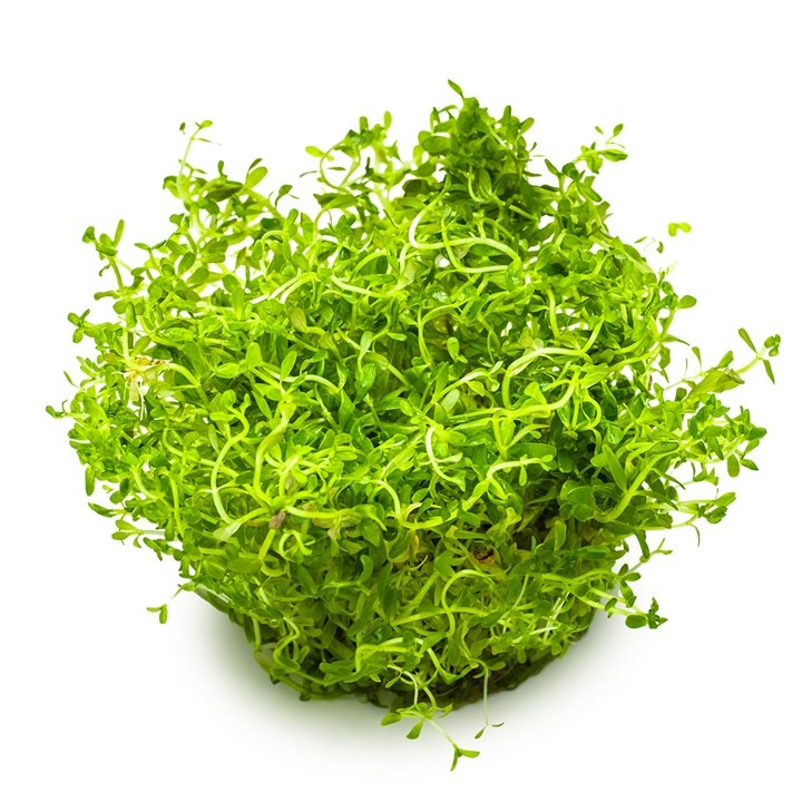 1-2-Grow! Tropica Rotala rotundifolia 'H'ra' Tissue Culture Aquatic Plant 