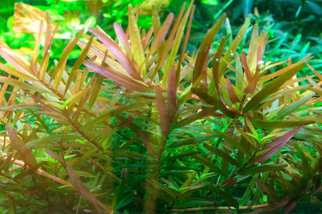 1-2-Grow! Tropica Rotala rotundifolia 'H'ra' Tissue Culture Aquatic Plant 