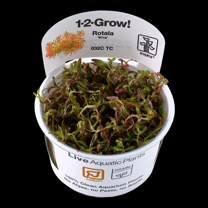 1-2-Grow! Tropica Rotala rotundifolia 'H'ra' Tissue Culture Aquatic Plant 