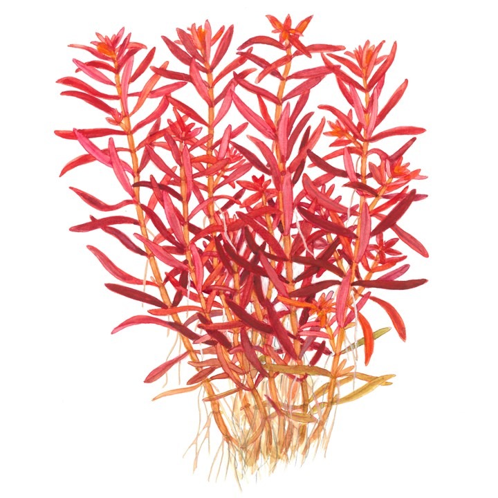 1-2-Grow! Tropica Rotala rotundifolia 'Blood red' Tissue Culture Aquatic Plant 