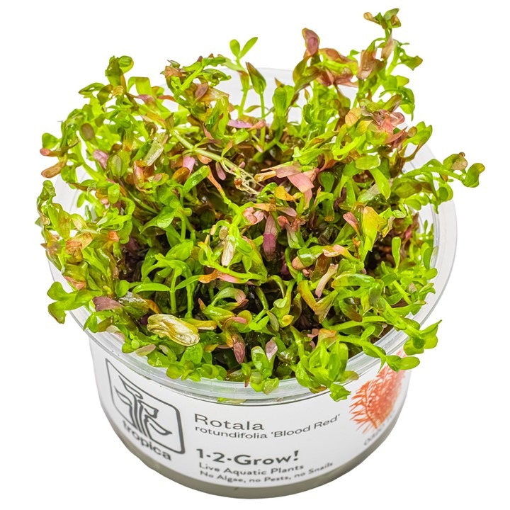 1-2-Grow! Tropica Rotala rotundifolia 'Blood red' Tissue Culture Aquatic Plant 